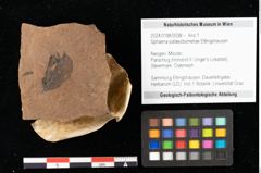 Foto (Objekt + Etikett) von Sphaeria palaeobumeliae Ettingshausen (NHMW-GEO-2024-0188-0038)